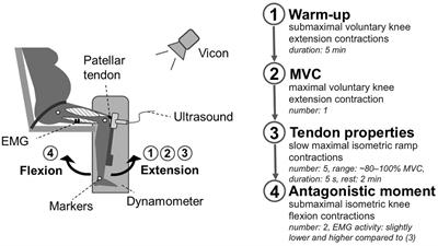 Patellar Tendon Stiffness Is Not Reduced During Pregnancy